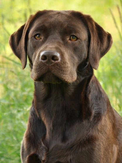 Chocolate Labrador Dog | Diamond Painting