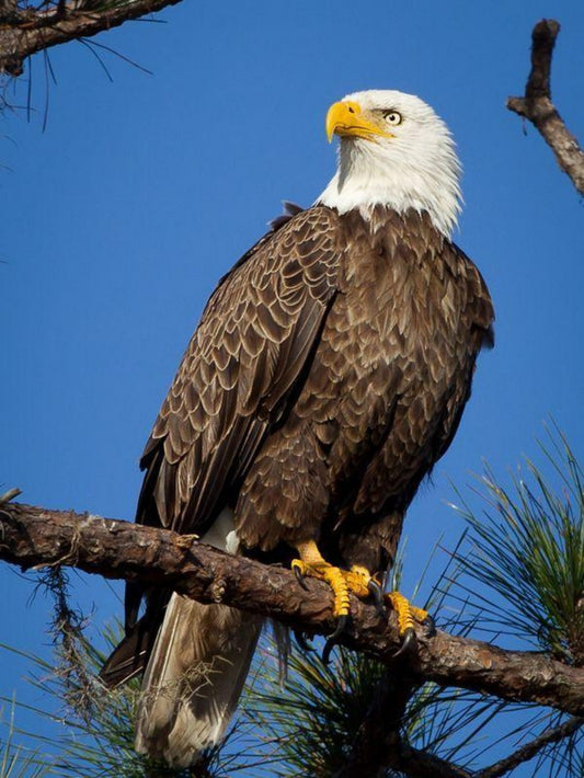 Eagle | Diamond Painting