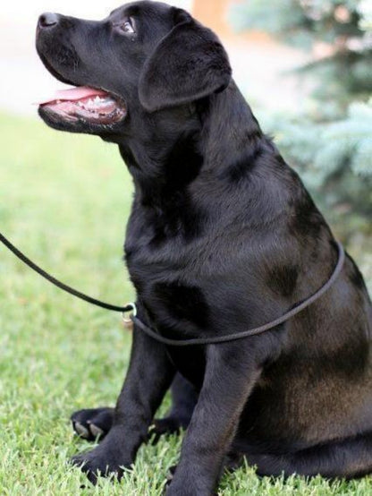 Black Labrador Dog | Diamond Painting