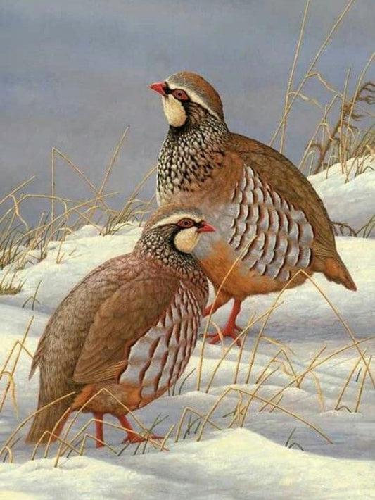 Quail | Diamond Painting