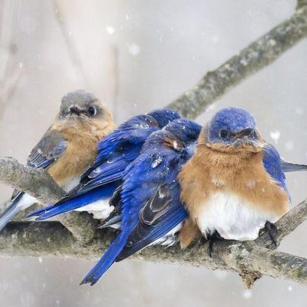 Blue Bird | Diamond Painting