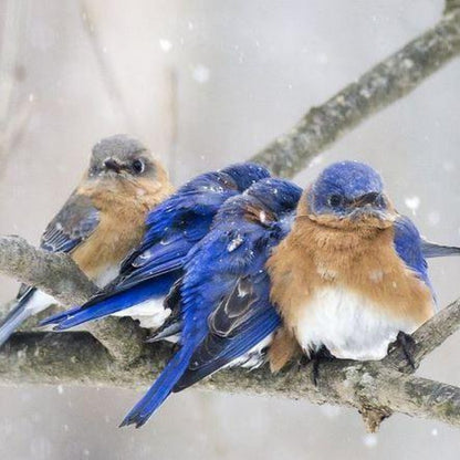 Blue Bird | Diamond Painting