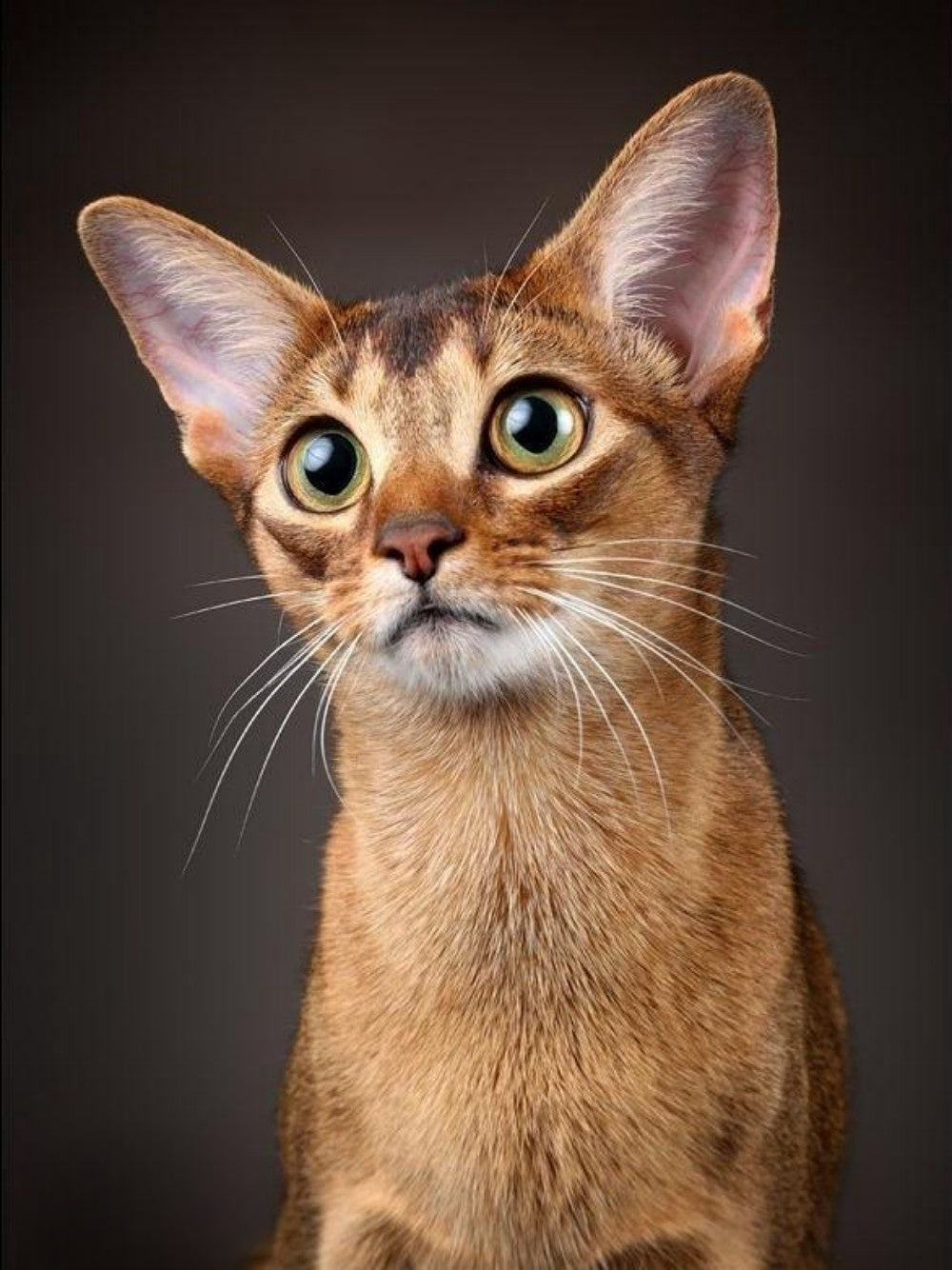 Abyssinian Cat | Diamond Painting