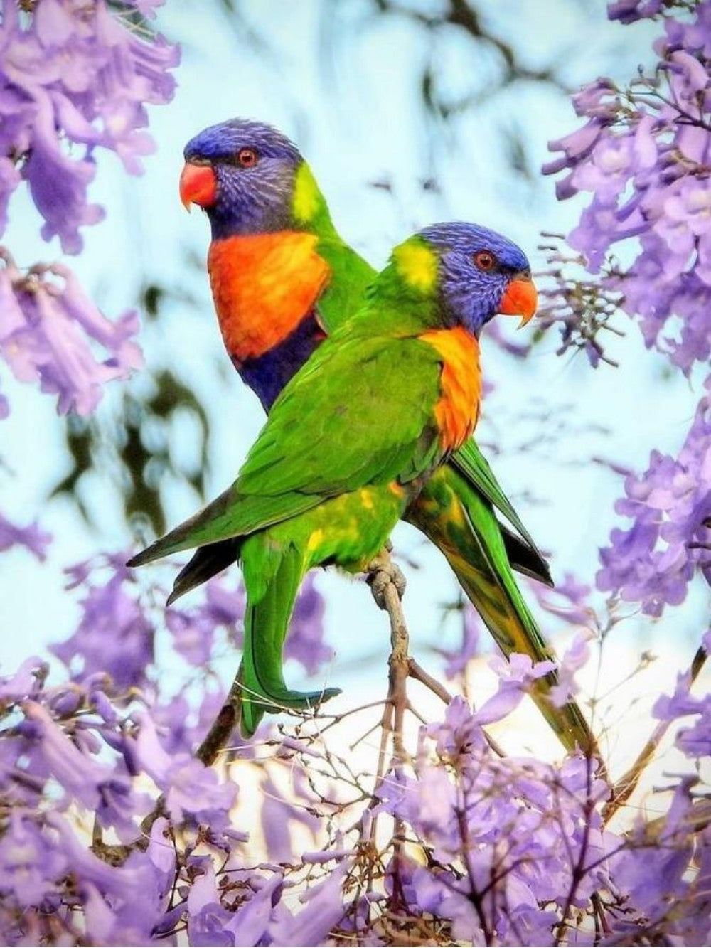 Rainbow Parrots | Diamond Painting