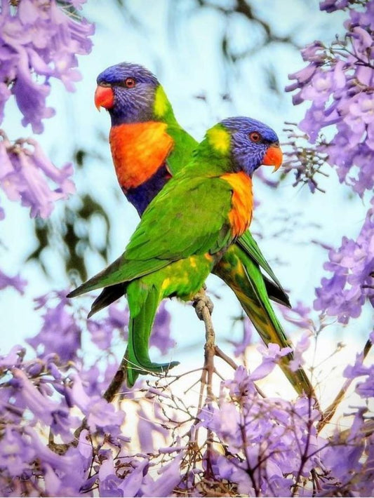 Rainbow Parrots | Diamond Painting