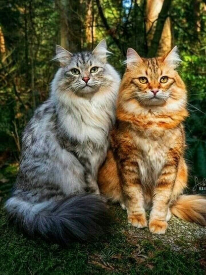 Maine Coon | Diamond Painting