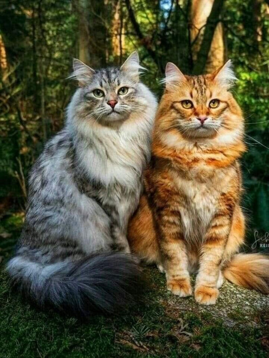 Maine Coon | Diamond Painting