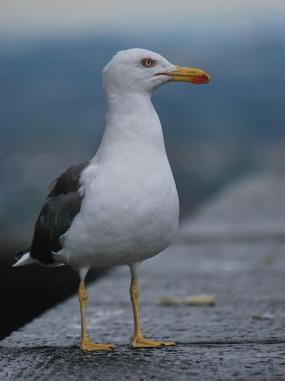 Gull | Diamond Painting