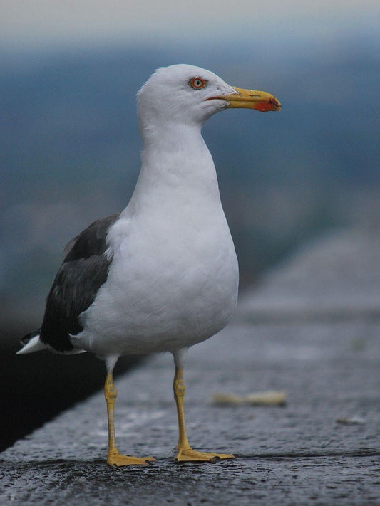 Gull | Diamond Painting