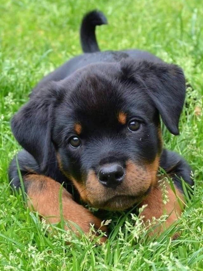 Rottweiler Dog | Diamond Painting