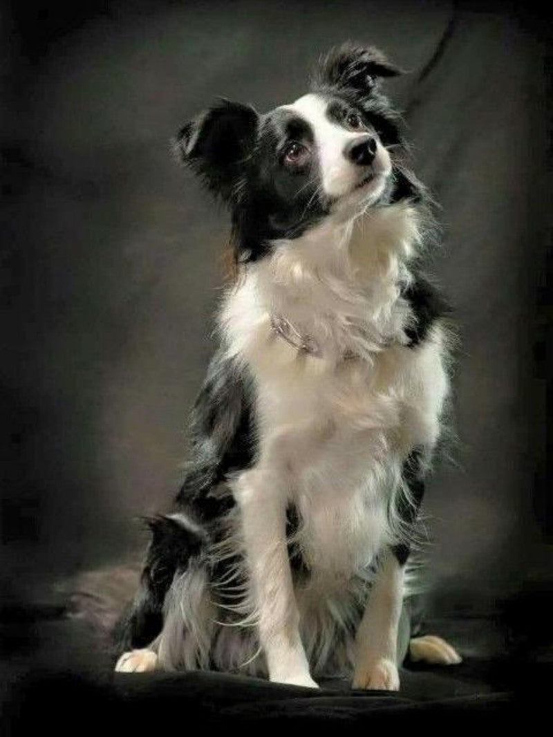 Dog Border Collie | Diamond Painting