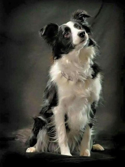 Dog Border Collie | Diamond Painting