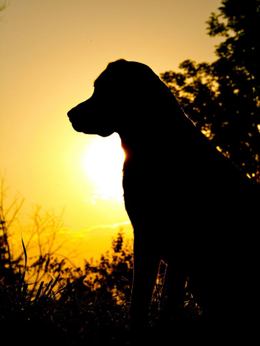 Yellow Labrador Dog | Diamond Painting