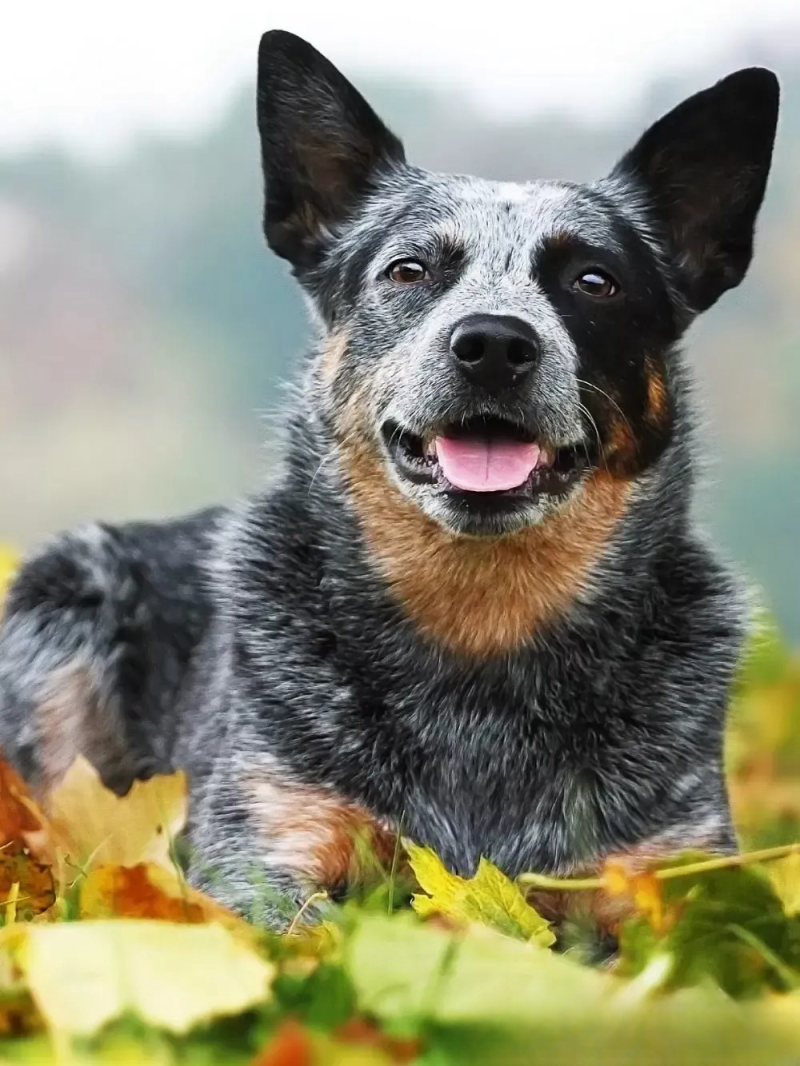 Cattle Dog (Blue Heeler) | Diamond Painting