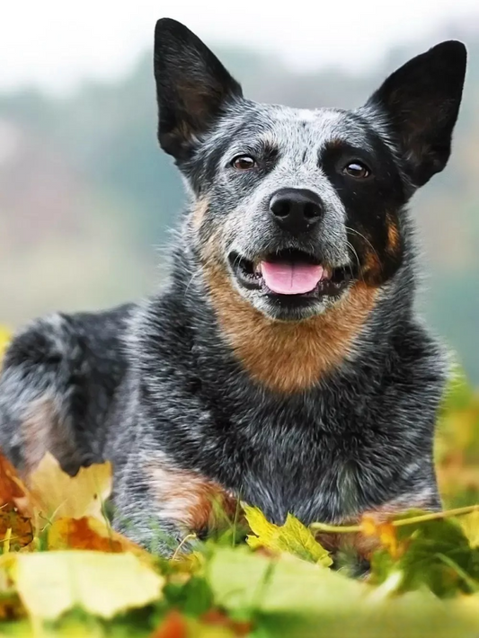 Cattle Dog (Blue Heeler) | Diamond Painting