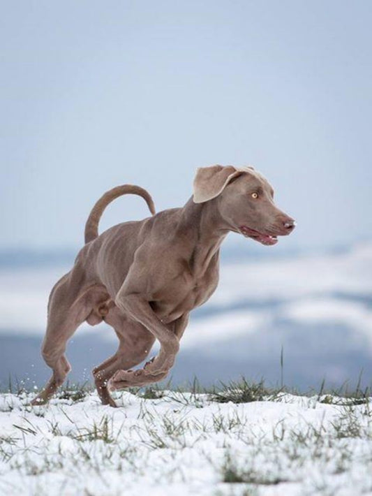 Weimaraner Dog | Diamond Painting