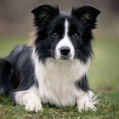 Dog Border Collie | Diamond Painting