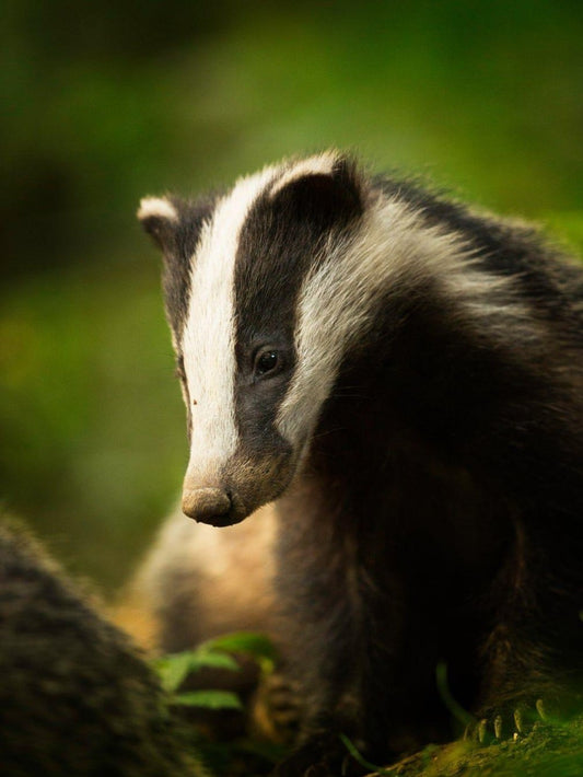 Badger | Diamond Painting
