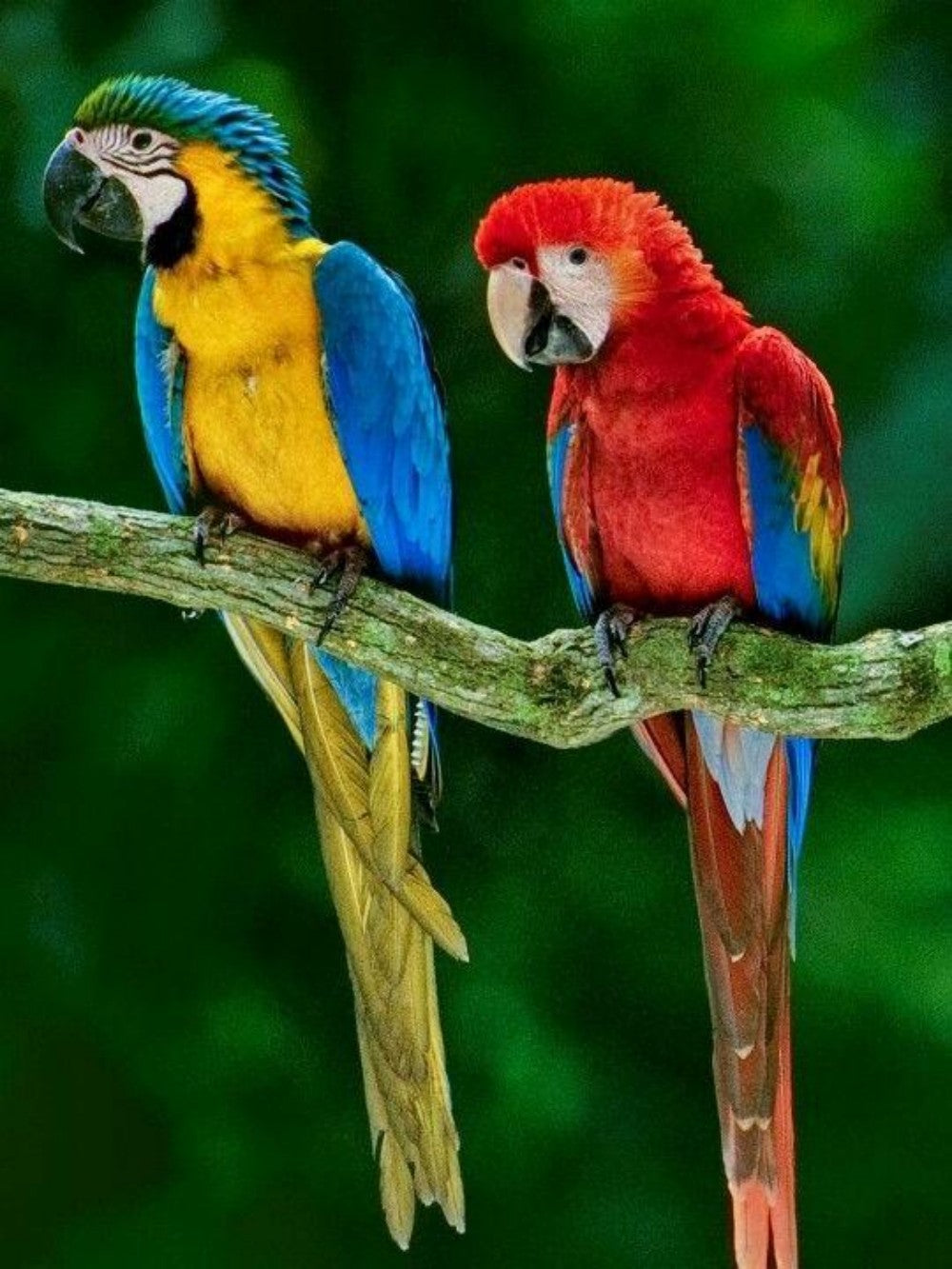 Macaw | Diamond Painting