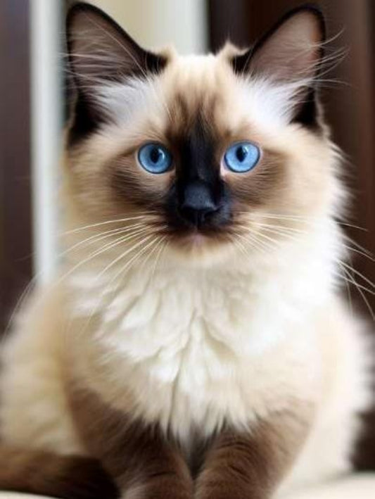 Ragdoll Cat | Diamond Painting