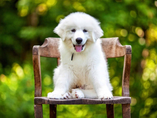 Great Pyrenees Dog | Diamond Painting