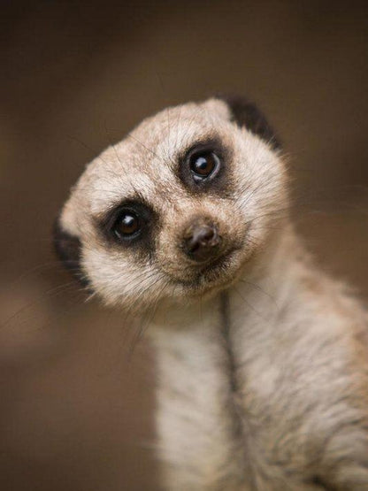 Meerkat | Diamond Painting