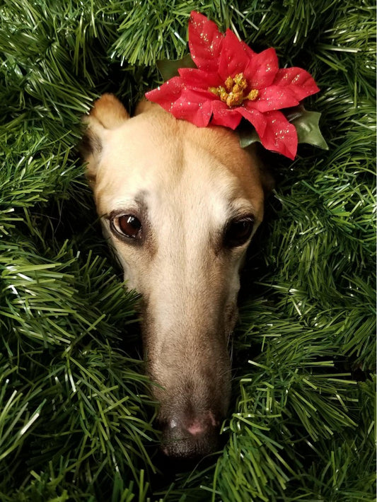Whippet Dog | Diamond Painting