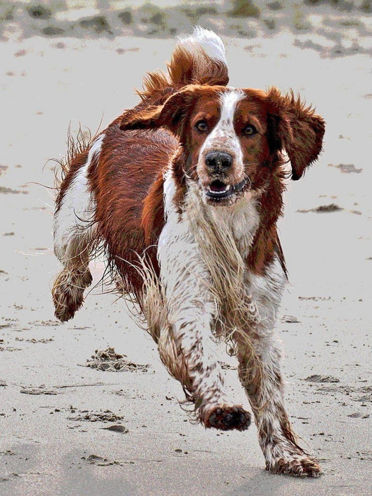 Brittany Spaniel Dog | Diamond Painting
