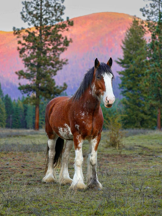 Clydesdale Horse | Diamond Painting
