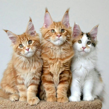 Maine Coon | Diamond Painting