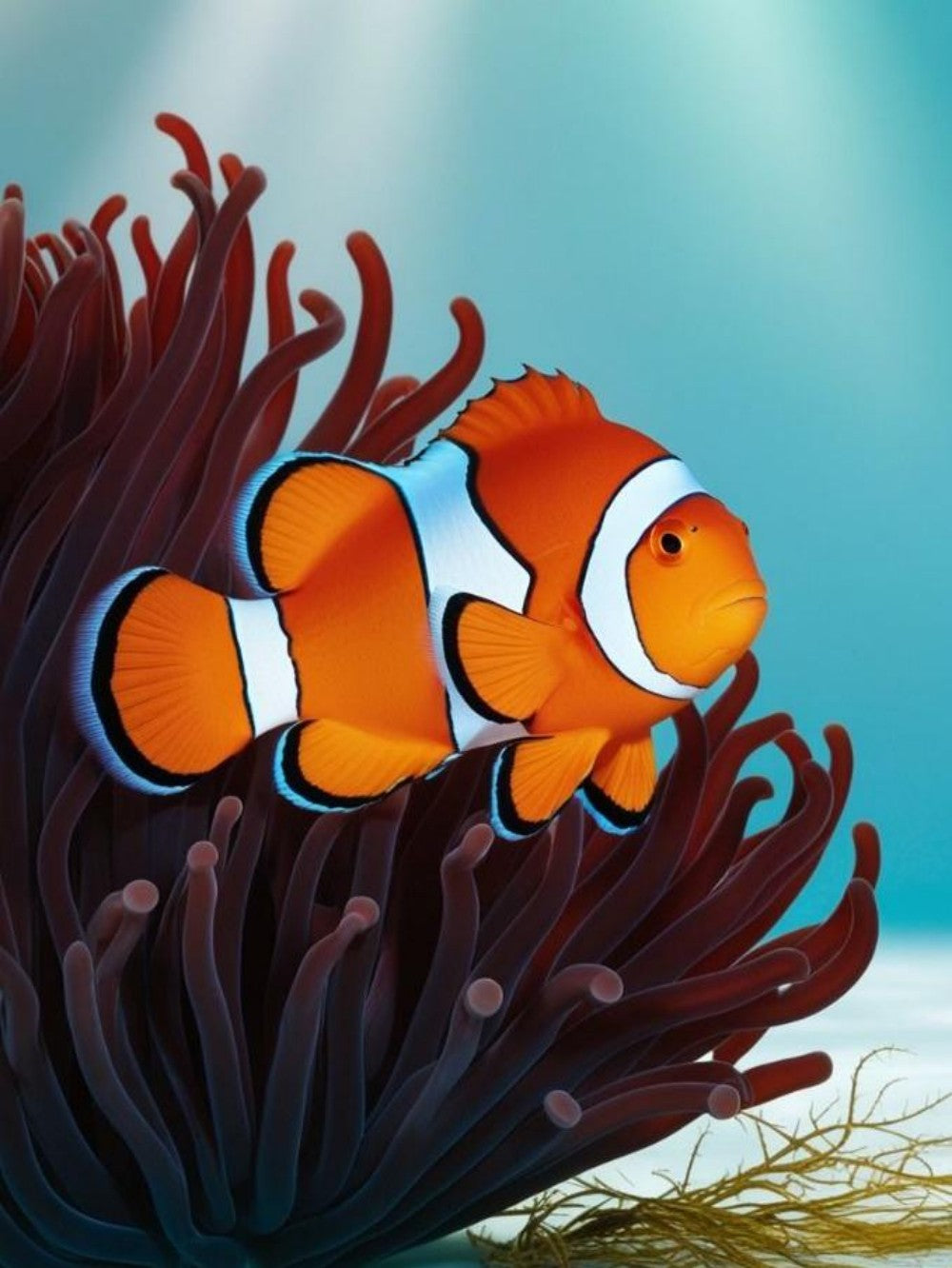Clown Fish | Diamond Painting