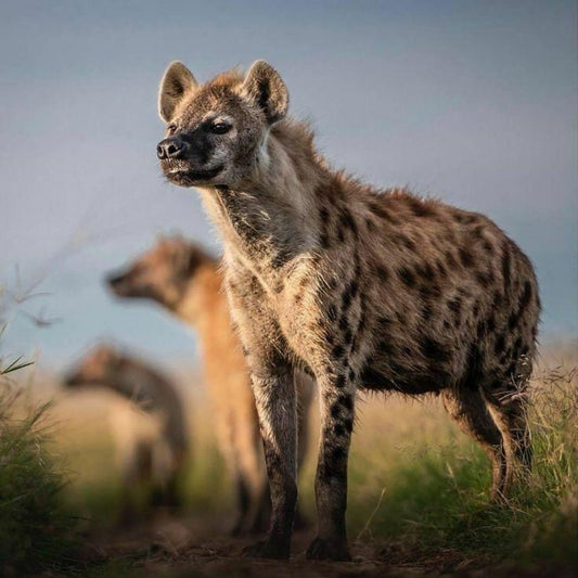 Hyena | Diamond Painting