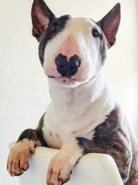 English Bull Terrier Dog | Diamond Painting