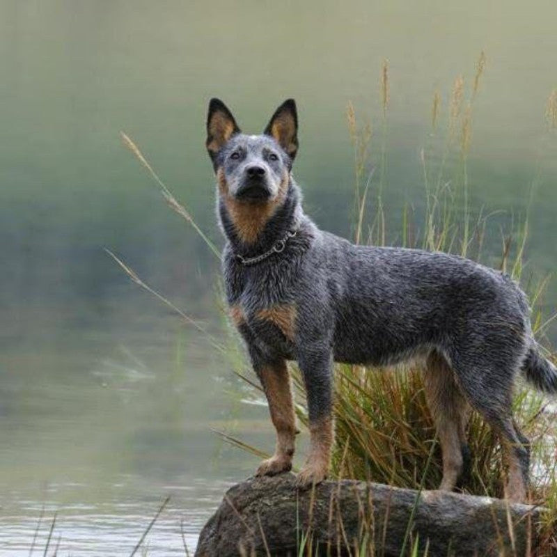 Cattle Dog (Blue Heeler) | Diamond Painting
