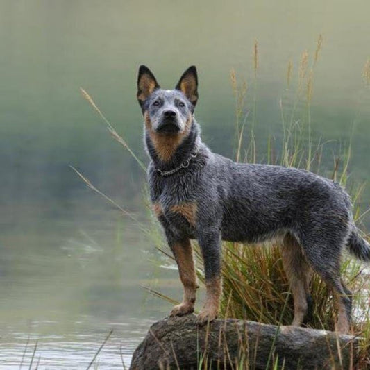 Cattle Dog (Blue Heeler) | Diamond Painting