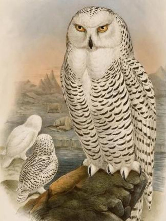 Snowy owl (White Owl) | Diamond Painting