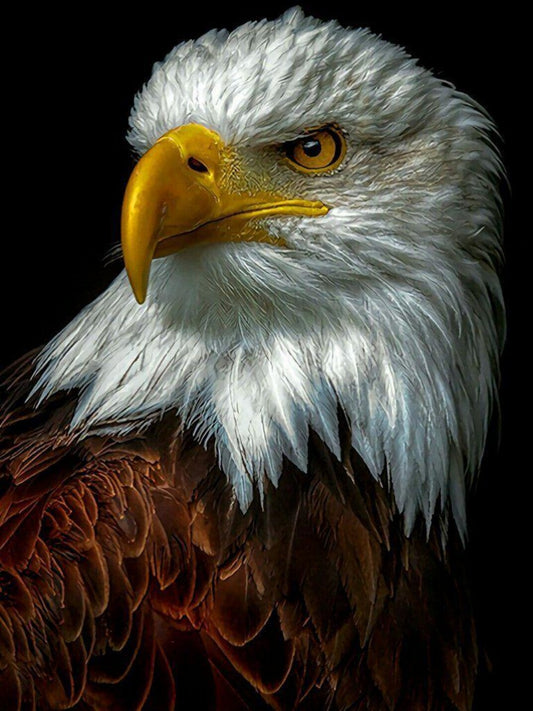 Eagle | Diamond Painting