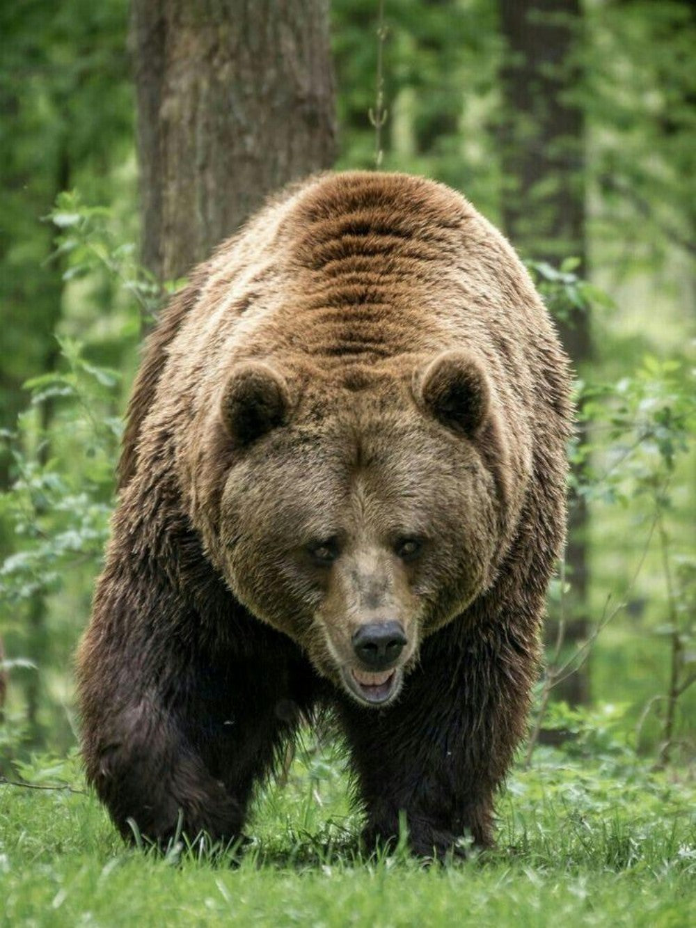 Brown Bear | Diamond Painting
