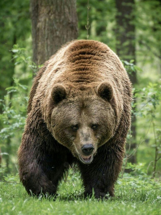 Brown Bear | Diamond Painting