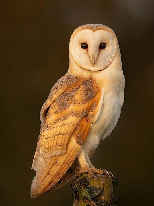 Barn Owl | Diamond Painting