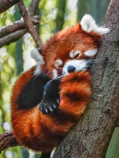 Red Panda | Diamond Painting