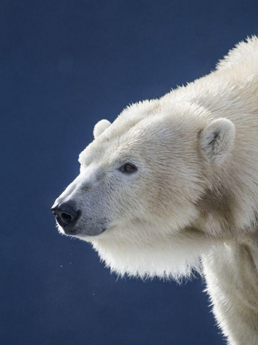 Polar Bear | Diamond Painting