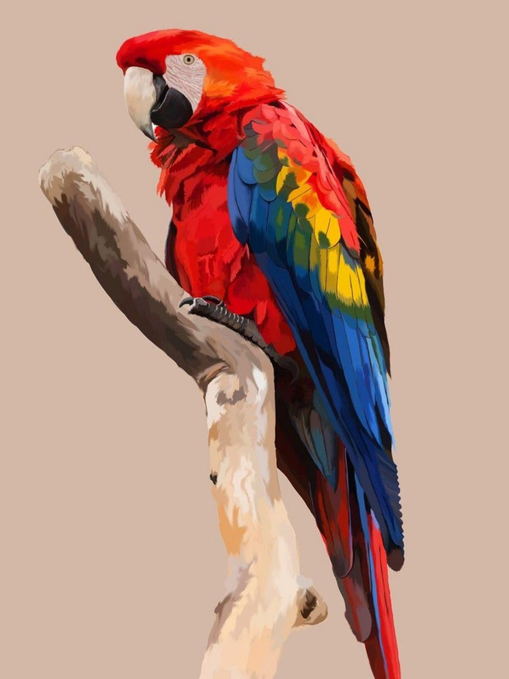 Macaw | Diamond Painting