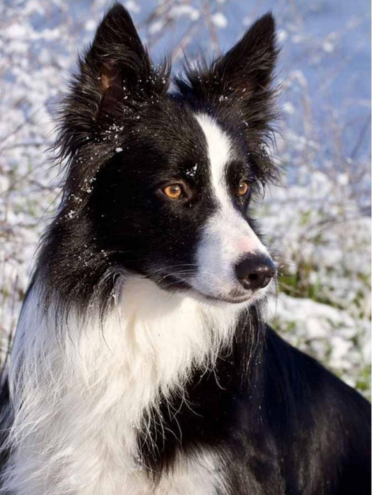 Dog Border Collie | Diamond Painting