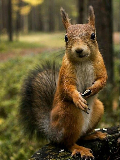 Squirrel | Diamond Painting