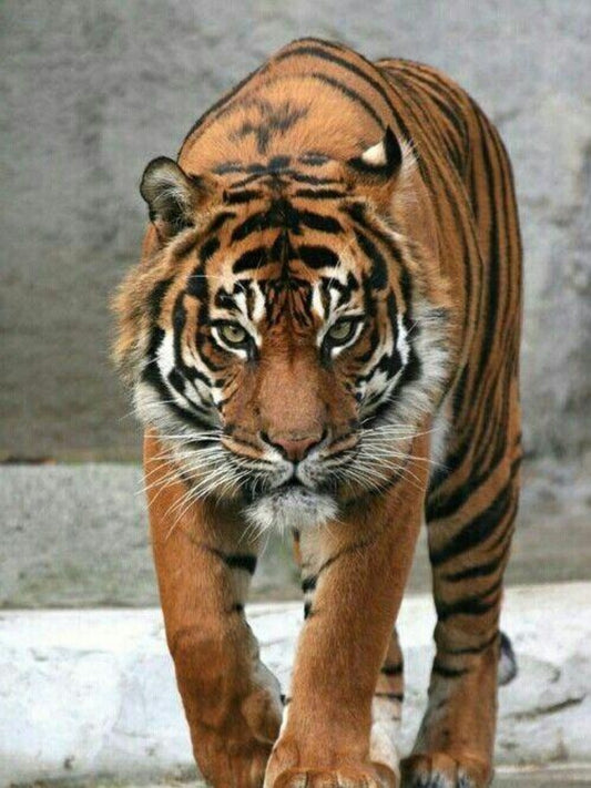 Bengal Tiger | Diamond Painting