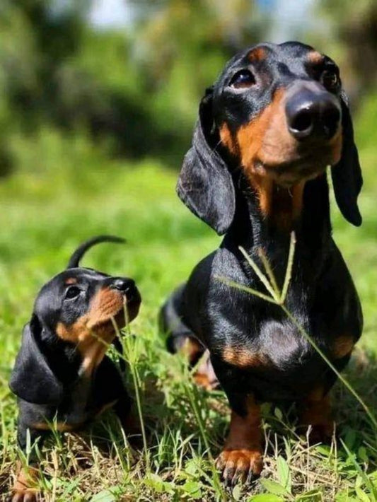 Dachshund Dog | Diamond Painting