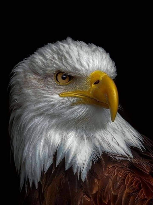 Eagle | Diamond Painting