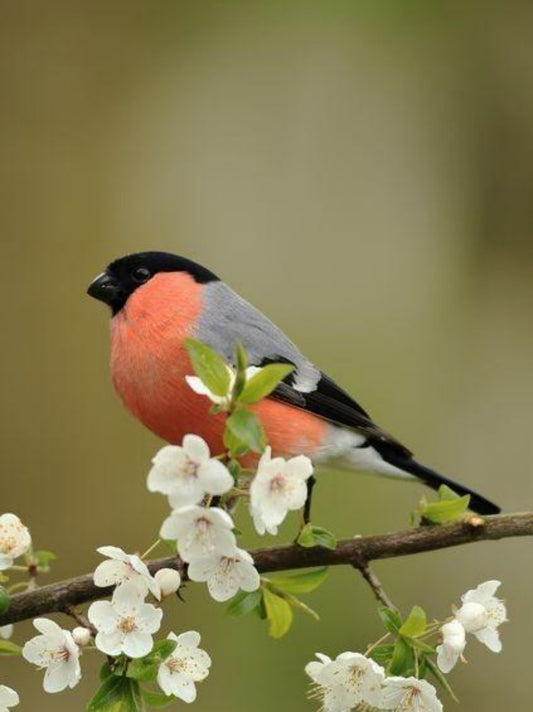 Birds and Flowers | Diamond Painting