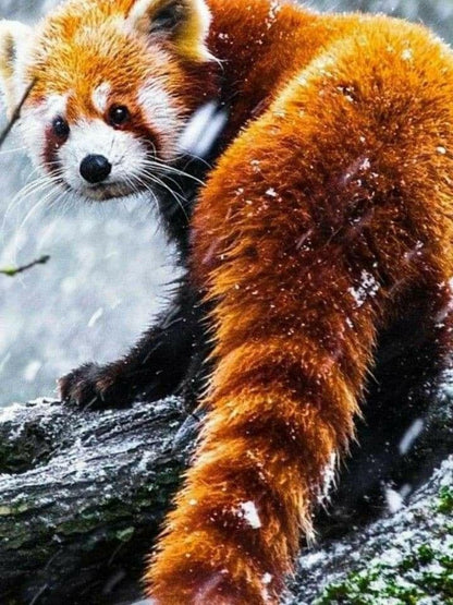 Red Panda | Diamond Painting